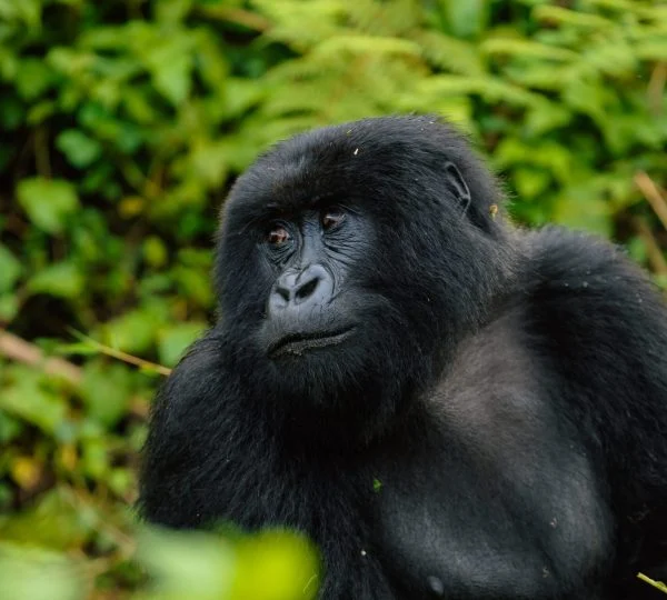 Rwanda Renews Discounted Gorilla Trekking Permits through 2026.