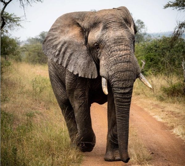 2 Days Akagera National Park, Wildlife Safaris & Boat Cruise.