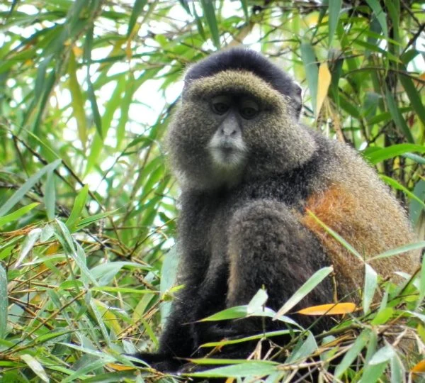 2-Days Gorillas & Golden Monkey Trekking Safari.