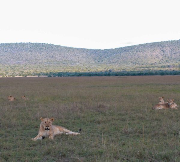 2 Days Akagera Safari & Boat Cruise with Karenge Bush Camp