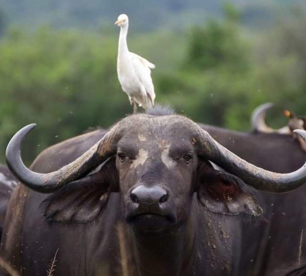 1-Day Akagera National Park Safari from Kigali