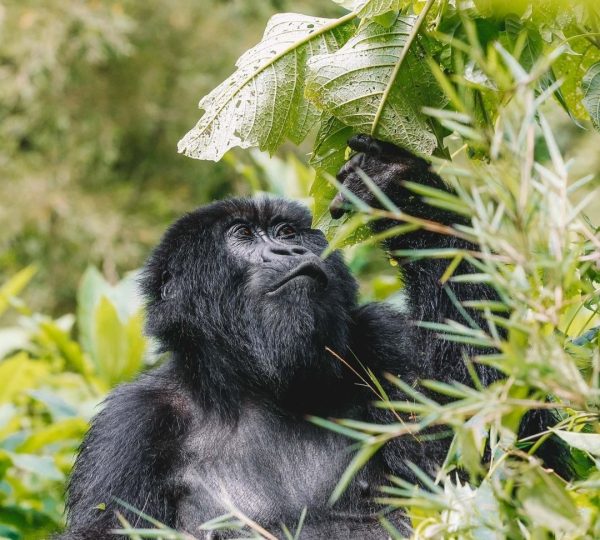 4 Days Rwanda Gorillas and Golden Monkey Trekking Safari.