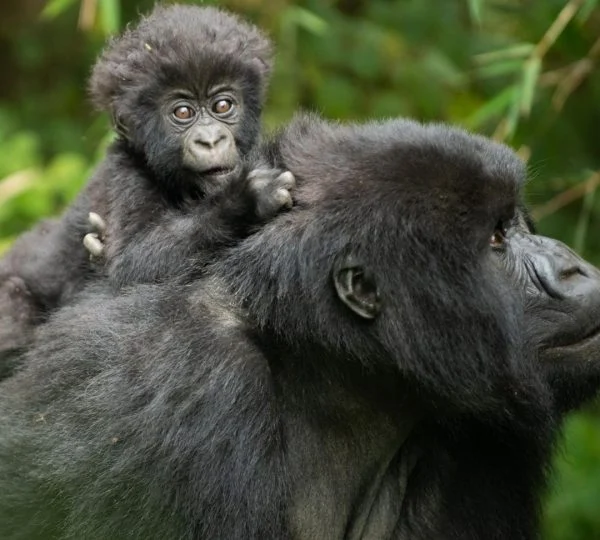 4 Days Rwanda Gorillas and Golden Monkey Trekking Safari.