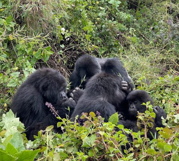 10-Day Rwanda Gorilla & Chimpanzee Trek Safari