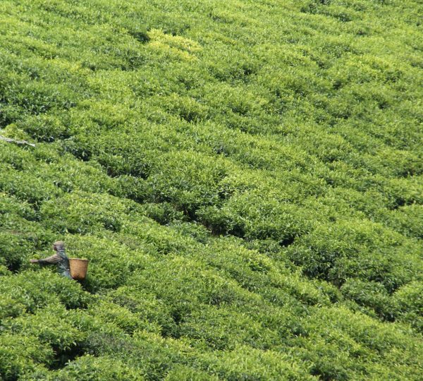 10-Day Rwanda Gorilla & Chimpanzee Trek Safari