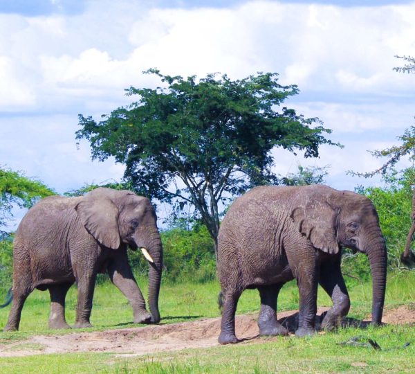 1-Day Akagera National Park Safari from Kigali