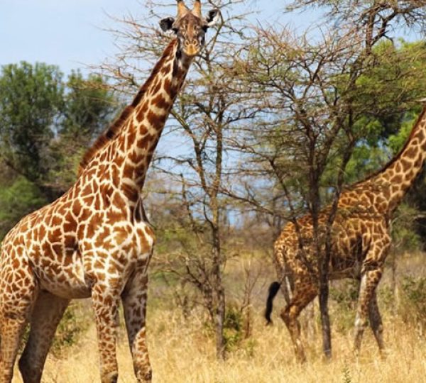 1-Day Akagera National Park Safari from Kigali