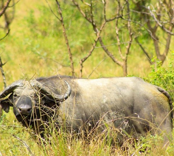 1-Day Akagera National Park Safari from Kigali