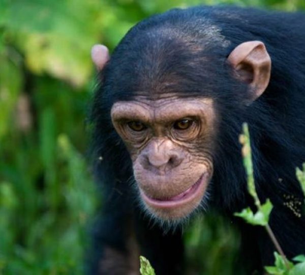 2 Days Nyungwe National Park Safari Experiences.