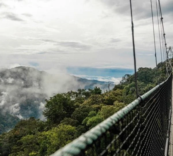 2 Days Nyungwe National Park Safari Experiences.
