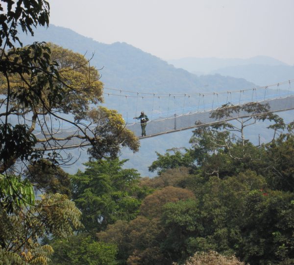 4-Day Rwanda Chimpanzee Trek and Lake Kivu Experience