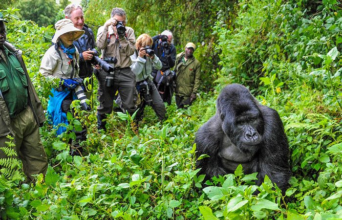 3 Days Exploring Uganda’s Gorillas and Golden Monkeys