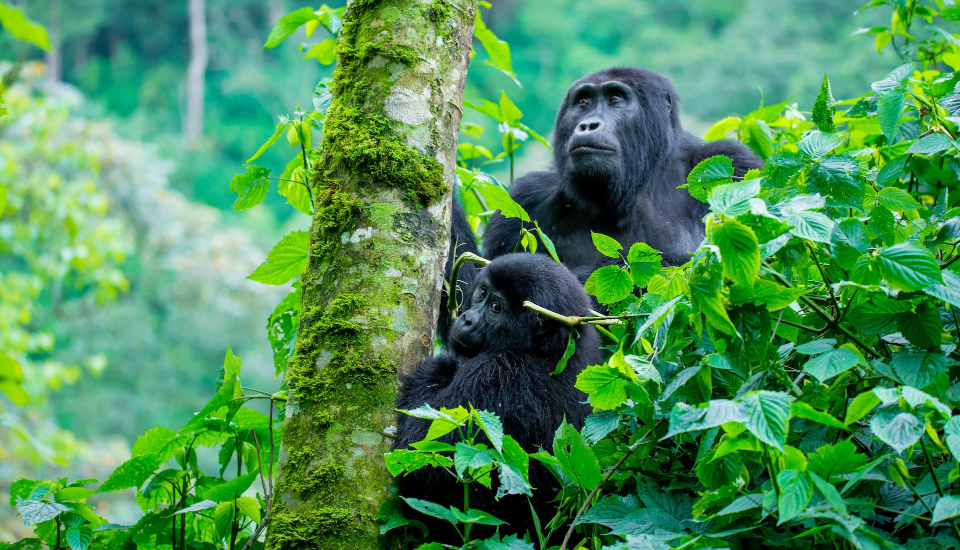 3 Days Exploring Uganda’s Gorillas and Golden Monkeys