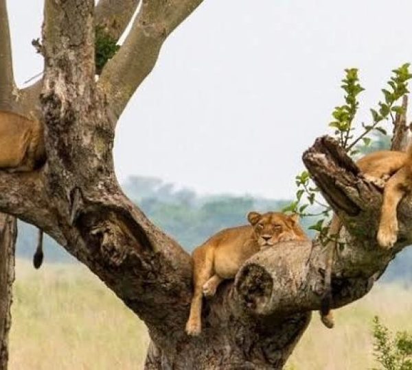 4-Day Queen Elizabeth National Park Safari and Lakeside Retreat