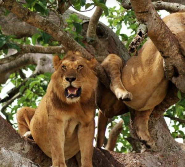 4-Day Queen Elizabeth National Park Safari and Lakeside Retreat