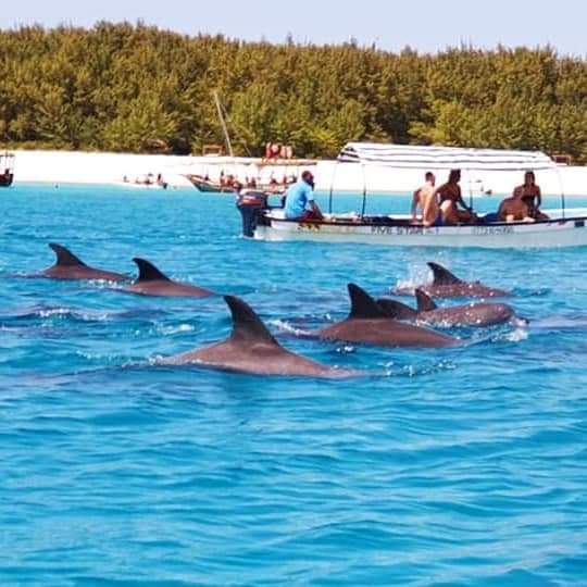 8-Day Rwanda & Zanzibar Expedition: Gorilla Encounters and Indian Ocean Paradise