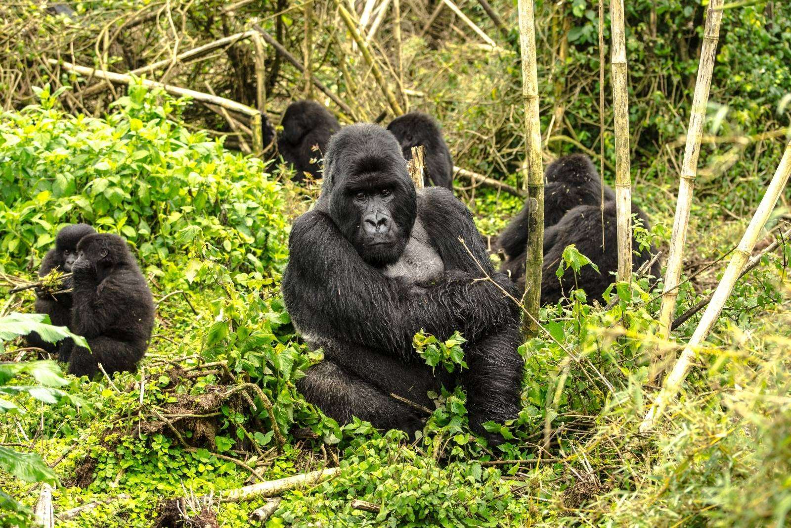 8-Day Rwanda & Zanzibar Expedition: Gorilla Encounters and Indian Ocean Paradise