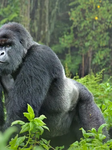 8-Day Rwanda & Zanzibar Expedition: Gorilla Encounters and Indian Ocean Paradise