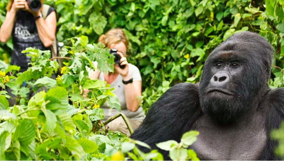 8-Day Rwanda & Zanzibar Expedition: Gorilla Encounters and Indian Ocean Paradise